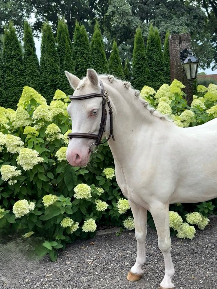 Welsh allround-pony Ruin 8 jaar Andere te koop - Foto 2