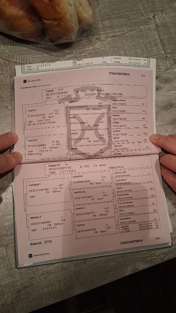 fokmerrie Merrie 7 jaar Bruin te koop - Foto 2