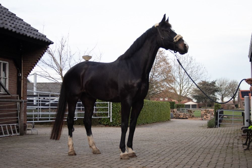 KWPN dressuurpaard Ruin 4 años Donkerbruin en venta - Foto 4