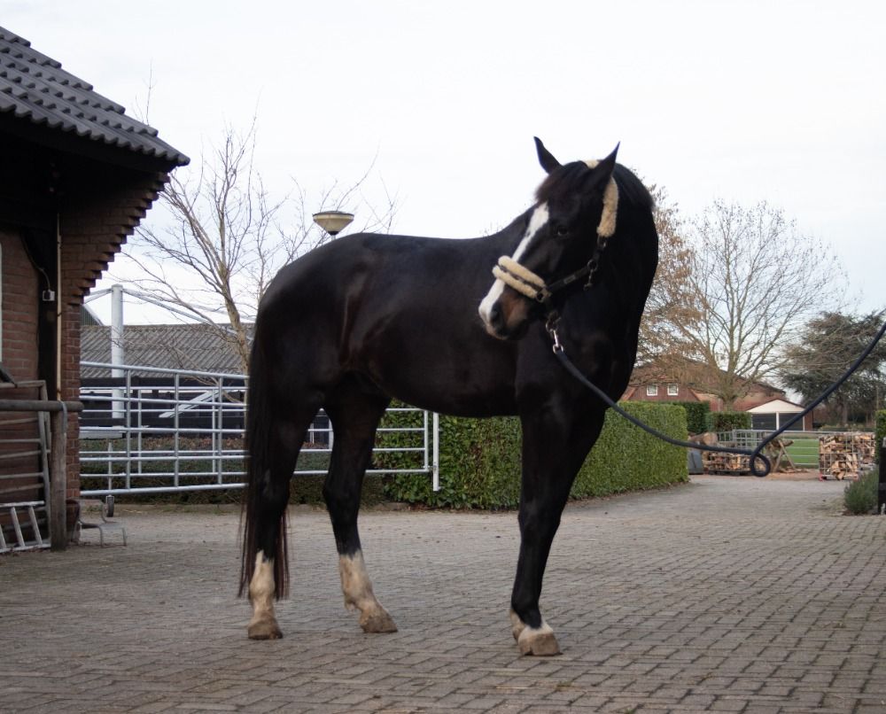 KWPN dressuurpaard Ruin 4 años Donkerbruin en venta - Foto 3