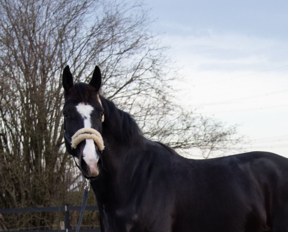 Gran y guapo caballo castrado con mucho potencial