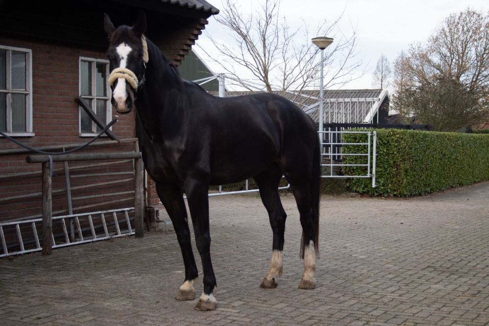 KWPN dressuurpaard Ruin 4 años Donkerbruin en venta - Foto 5