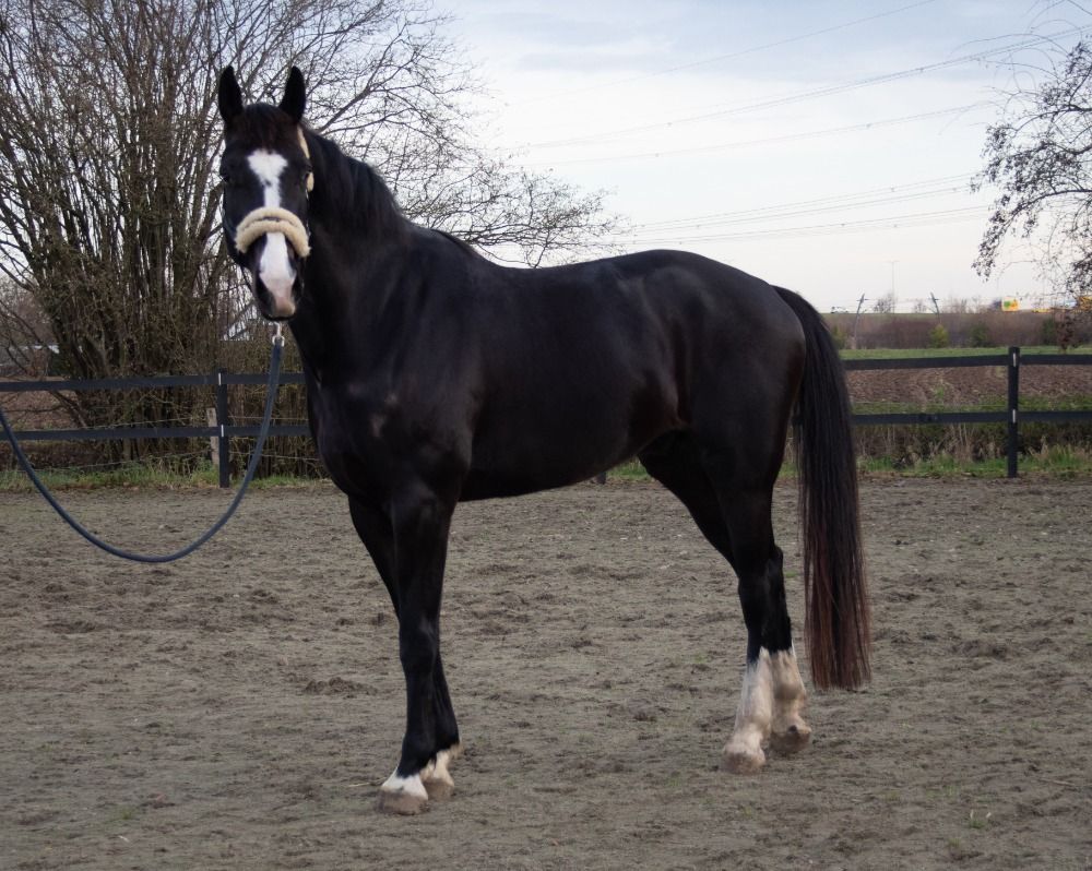KWPN dressuurpaard Ruin 4 años Donkerbruin en venta - Foto 2