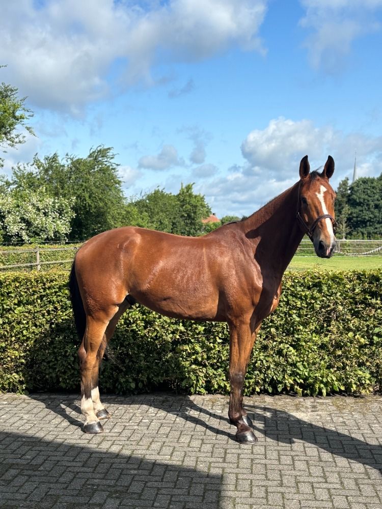 springpaard Ruin 5 jaar Bruin te koop - Hoofdfoto