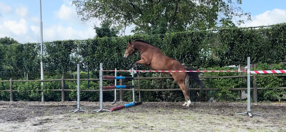 springpaard Ruin 5 jaar Bruin te koop - Foto 4