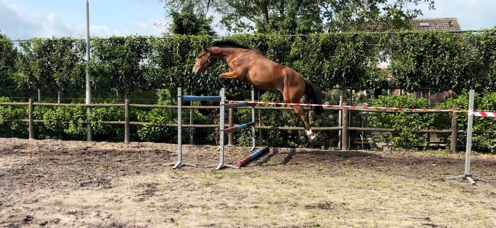 springpaard Ruin 5 jaar Bruin te koop - Foto 3