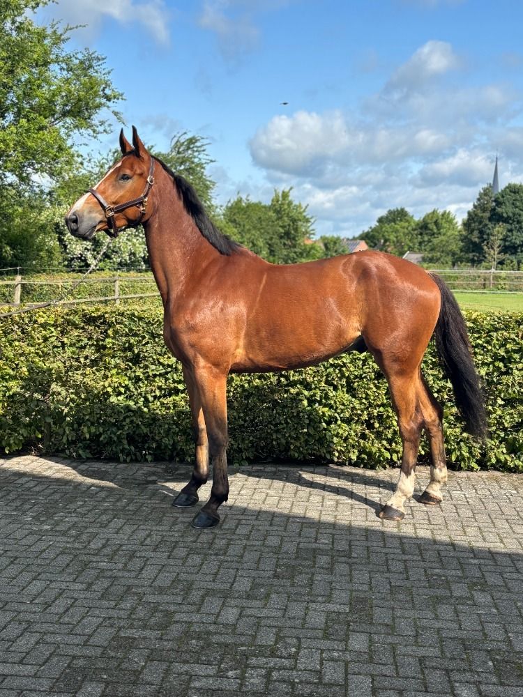 springpaard Ruin 5 jaar Bruin te koop - Foto 2