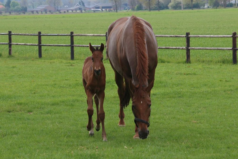 KWPN dressuurpaard Merrie 19 jaar Kastanje te koop - Foto 2