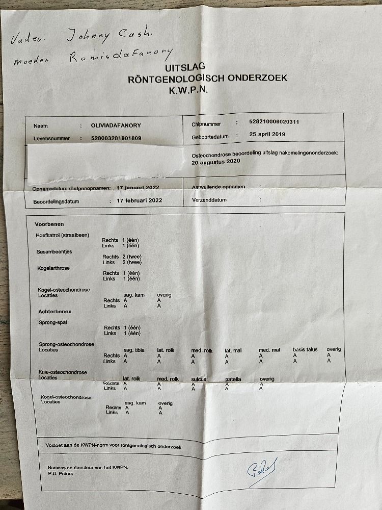 KWPN dressuurpaard Merrie 6 jaar Bruin te koop - Foto 5