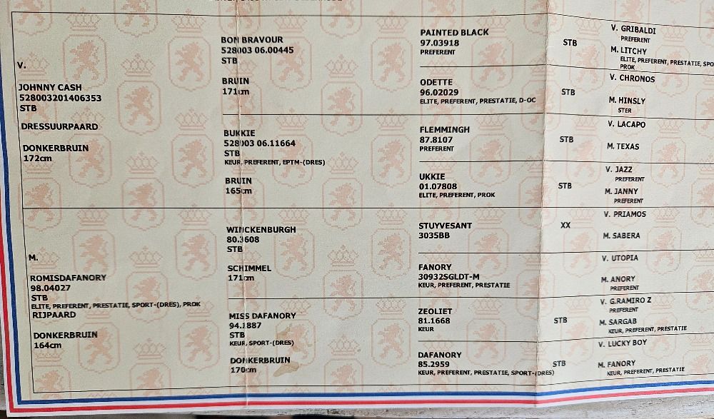 KWPN dressuurpaard Merrie 6 jaar Bruin te koop - Foto 4