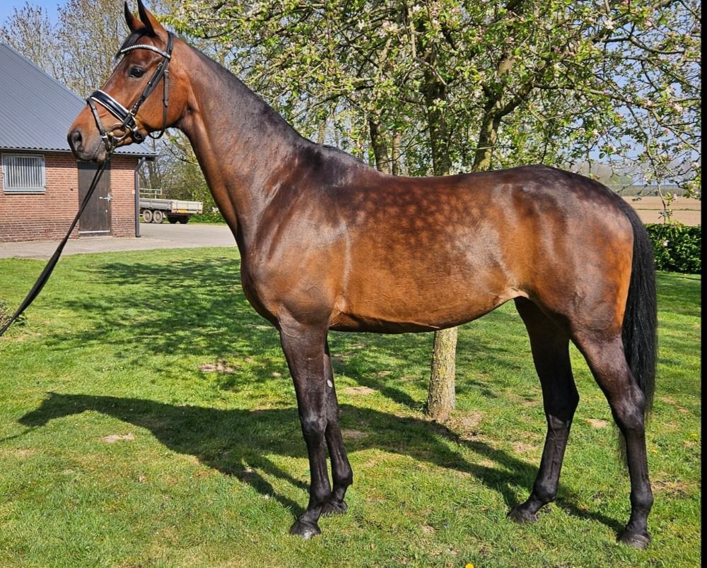 KWPN dressuurpaard Merrie 6 jaar Bruin te koop - Foto 3