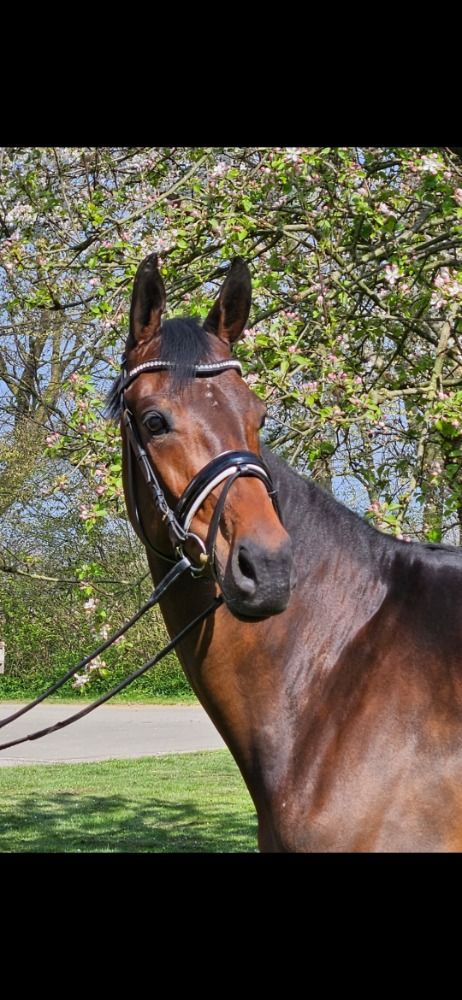 KWPN dressuurpaard Merrie 6 jaar Bruin te koop - Foto 2
