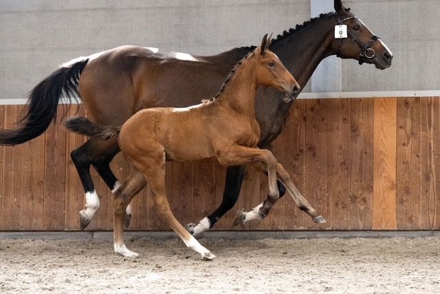 KWPN springpaard Hengst Bruin te koop - Hoofdfoto