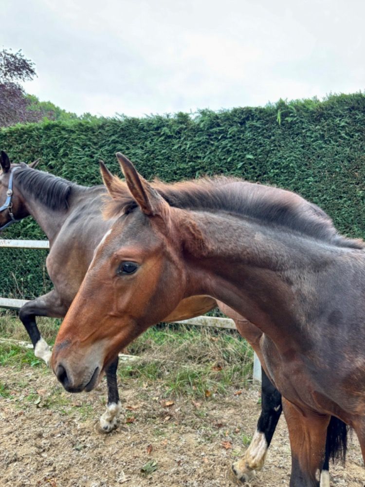 KWPN springpaard Hengst Bruin te koop - Foto 3