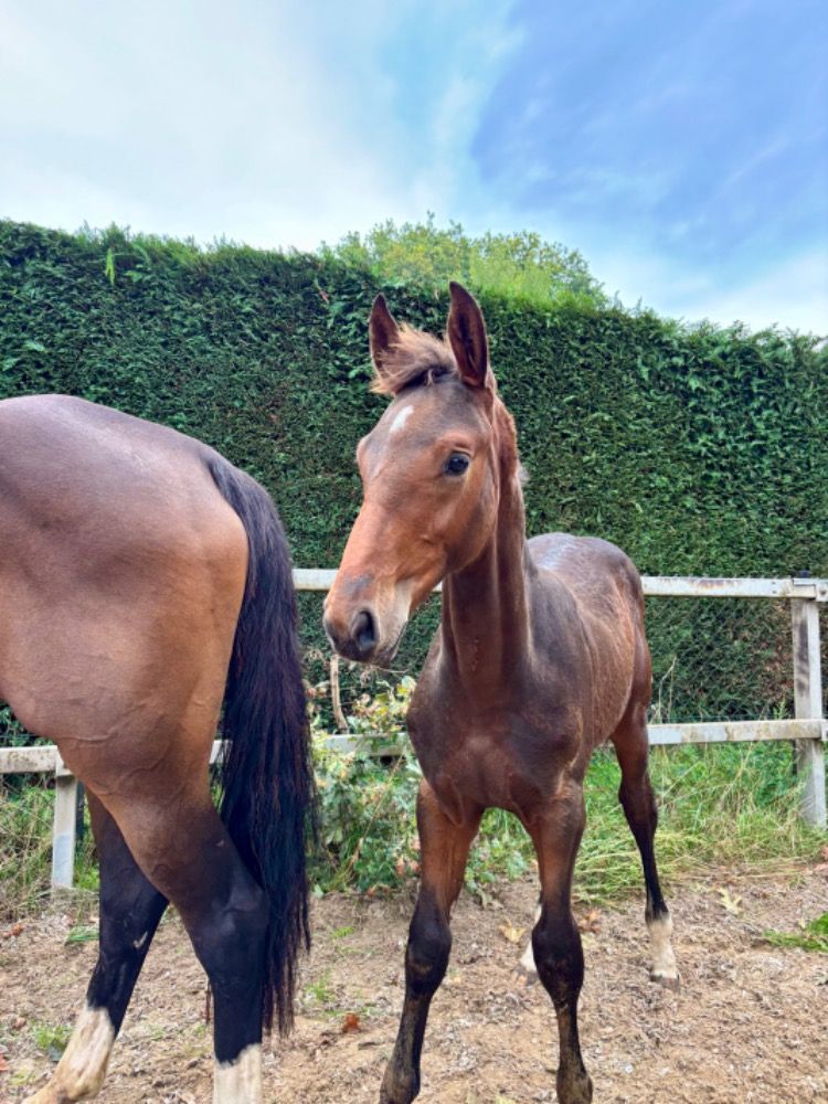 KWPN springpaard Hengst Bruin te koop - Foto 2