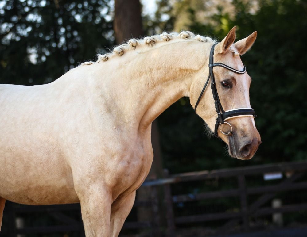 Oldenburg dressuurpaard 3 jaar Palomino te koop - Foto 4