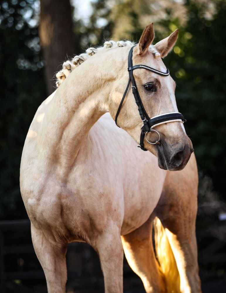 Oldenburg dressuurpaard 3 jaar Palomino te koop - Foto 2
