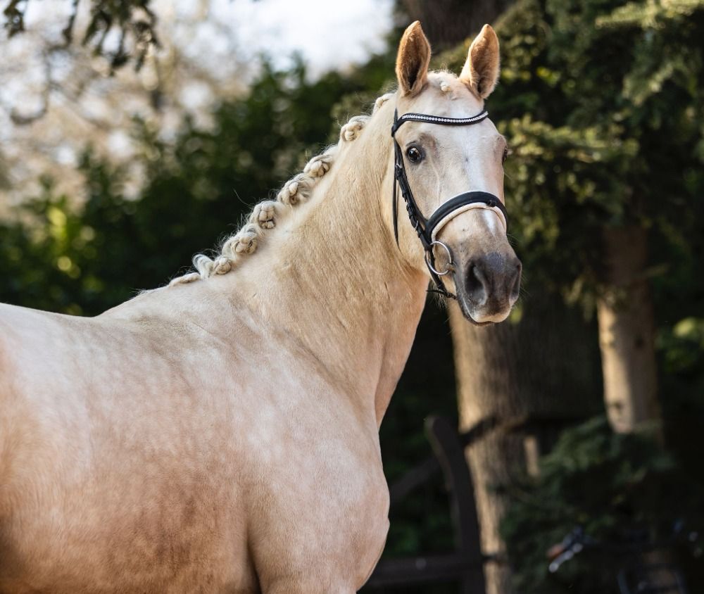 Oldenburg dressuurpaard 3 jaar Palomino te koop - Foto 3