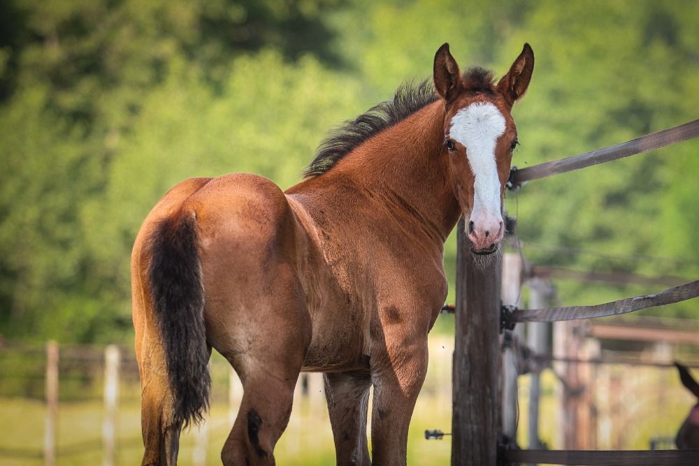 Ander stamboek springpaard Merrie Bruin te koop - Foto 5