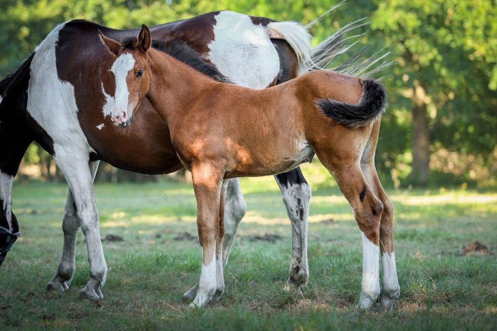 Ander stamboek springpaard Merrie Bruin te koop - Foto 2