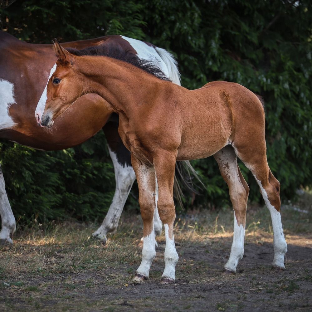 Ander stamboek springpaard Merrie Bruin te koop - Foto 3