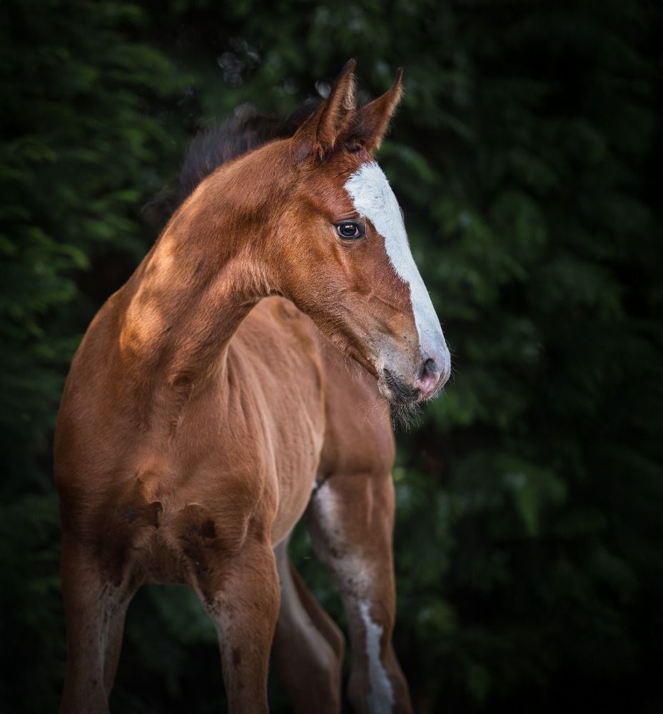 Ander stamboek springpaard Merrie Bruin te koop - Foto 6