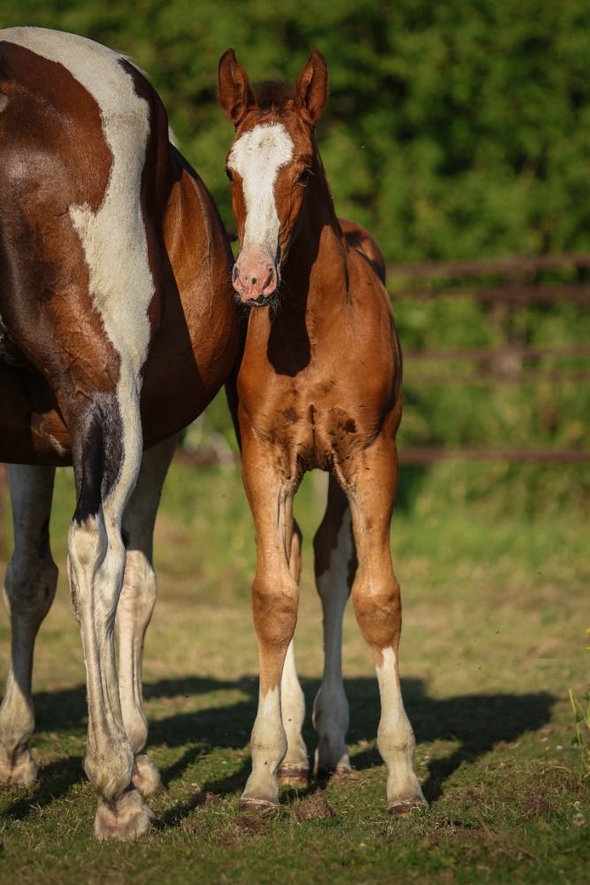 Ander stamboek springpaard Merrie Bruin te koop - Foto 4