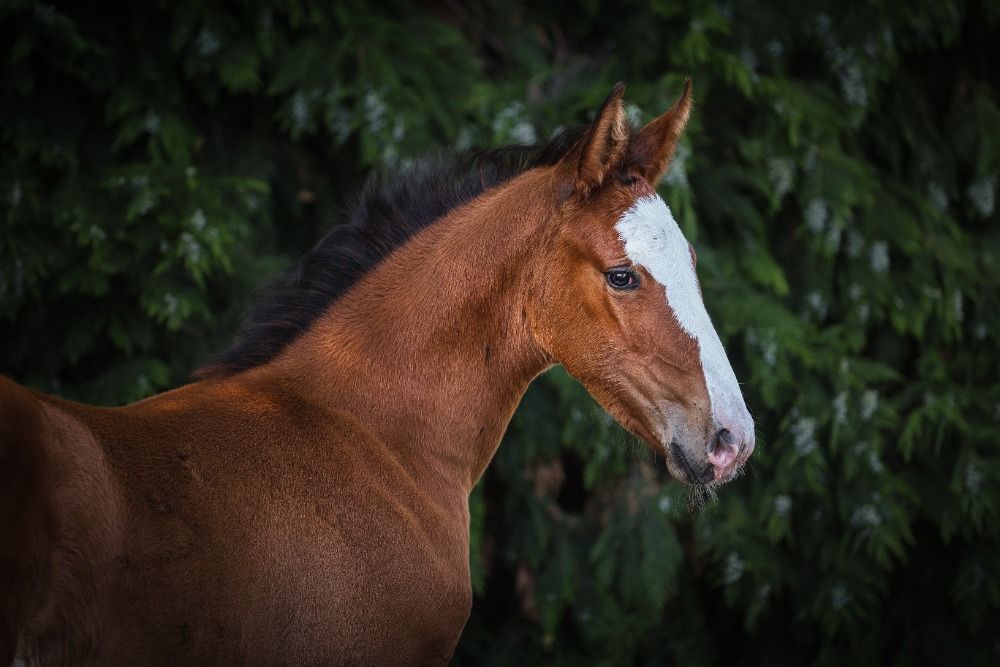 Direct Ogano Sitte filly