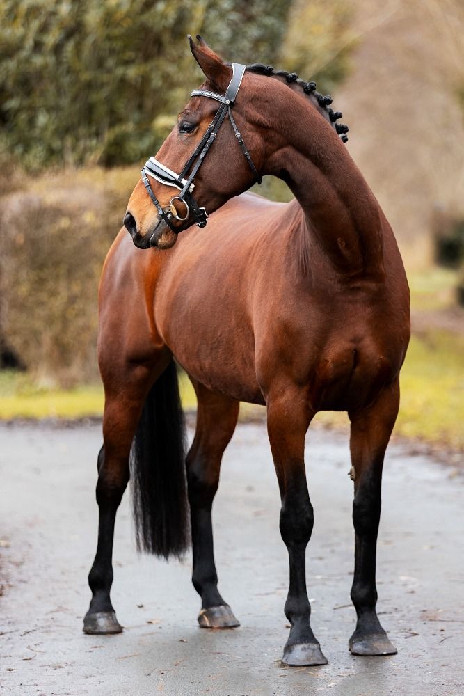 KWPN dressuurpaard Merrie 5 jaar Bruin te koop - Foto 6
