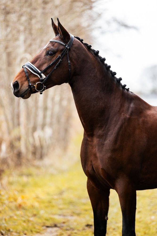 KWPN dressuurpaard Merrie 5 jaar Bruin te koop - Foto 5