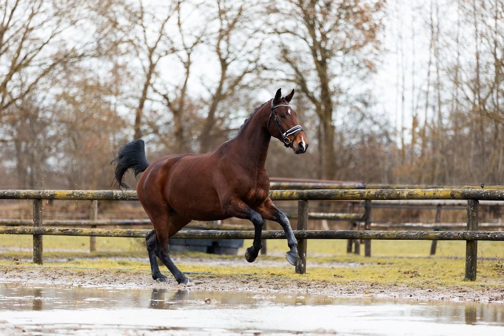 KWPN dressuurpaard Merrie 5 jaar Bruin te koop - Foto 2