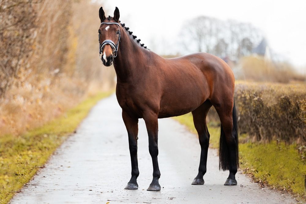 KWPN dressuurpaard Merrie 5 jaar Bruin te koop - Foto 3