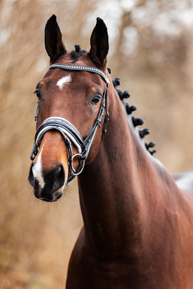 KWPN dressuurpaard Merrie 5 jaar Bruin te koop - Foto 4