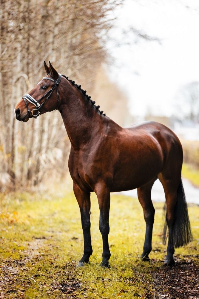 Te koop: 5-jarige KWPN merrie Desperado Lord Loxley L1 uitgebracht ( Penny lane)