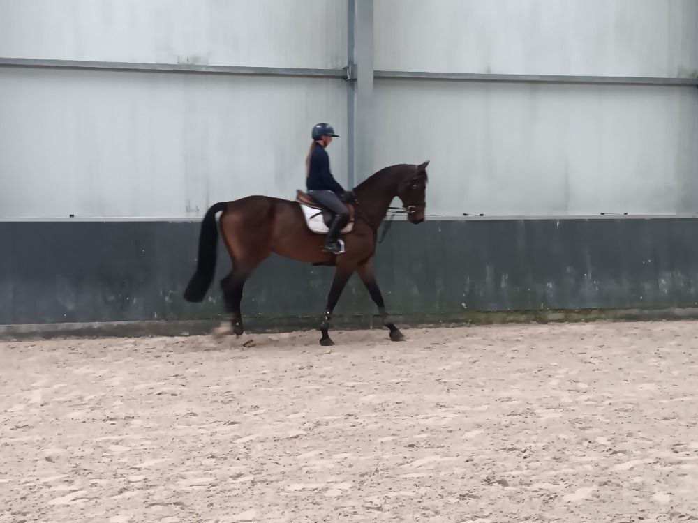 Zangersheide springpaard Ruin 8 jaar Bruin te koop - Foto 2