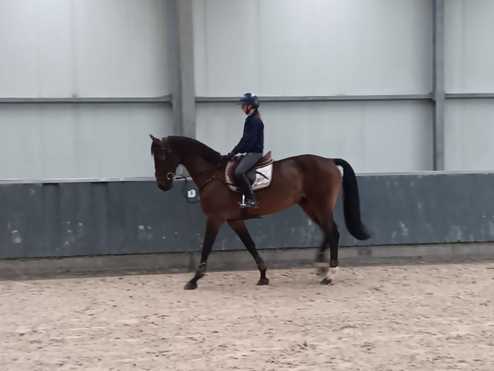 8 jarige ruin, 1.30-1.35m niveau