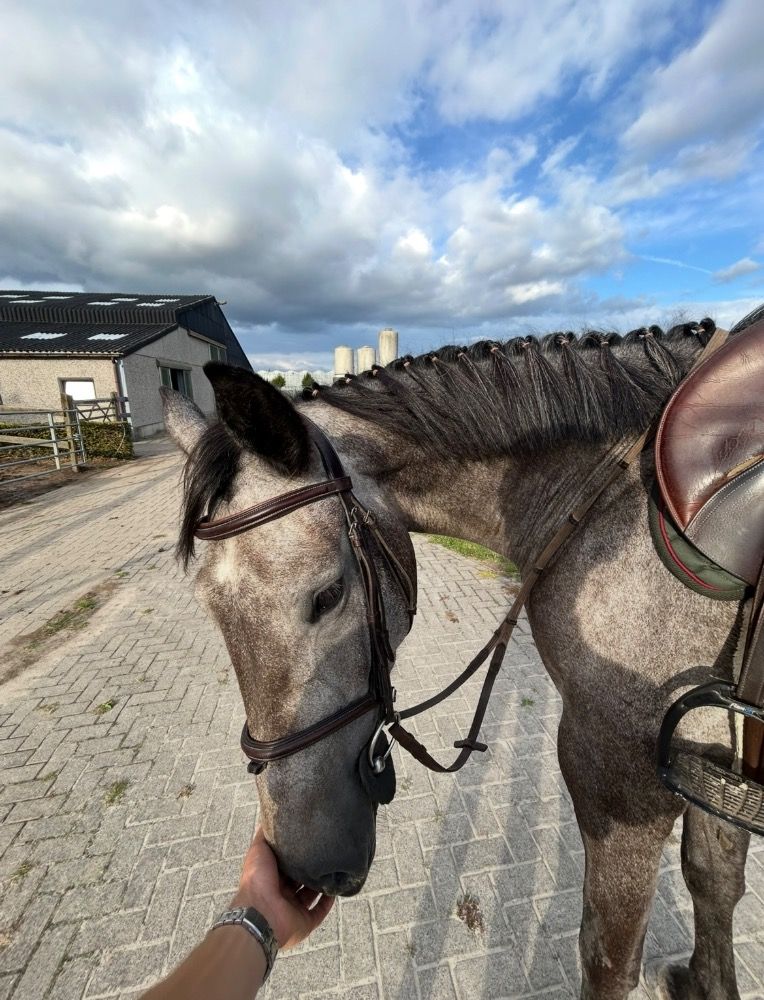 Sweet and brave 4yo mare