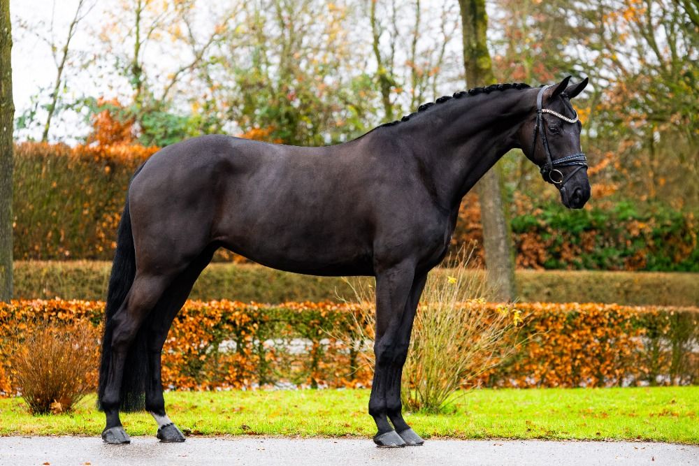 KWPN dressuurpaard Merrie 10 years old Zwart for sale - Photo 2