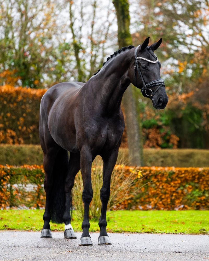 KWPN dressuurpaard Merrie 10 years old Zwart for sale - Main photo