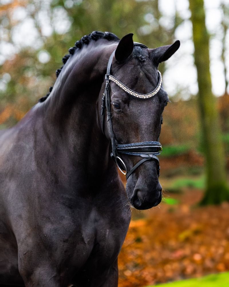 KWPN dressuurpaard Merrie 10 years old Zwart for sale - Photo 3