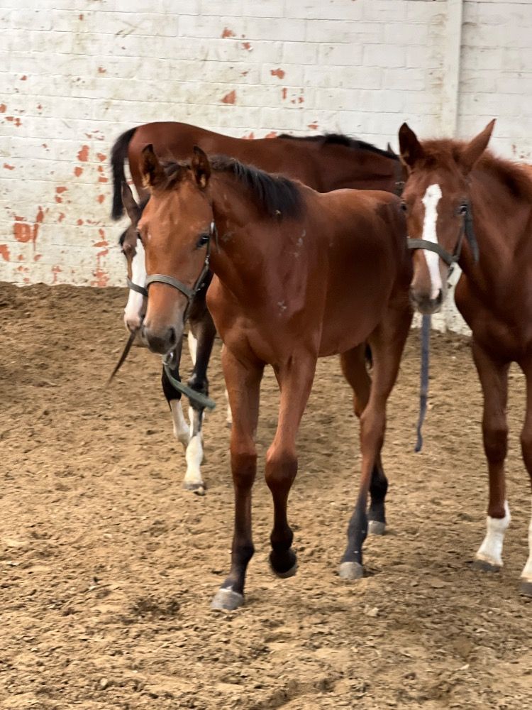 BWP springpaard Merrie Bruin te koop - Hoofdfoto