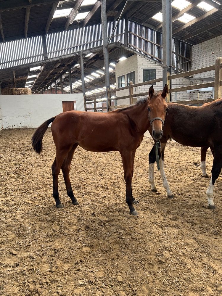 BWP springpaard Merrie Bruin te koop - Foto 4