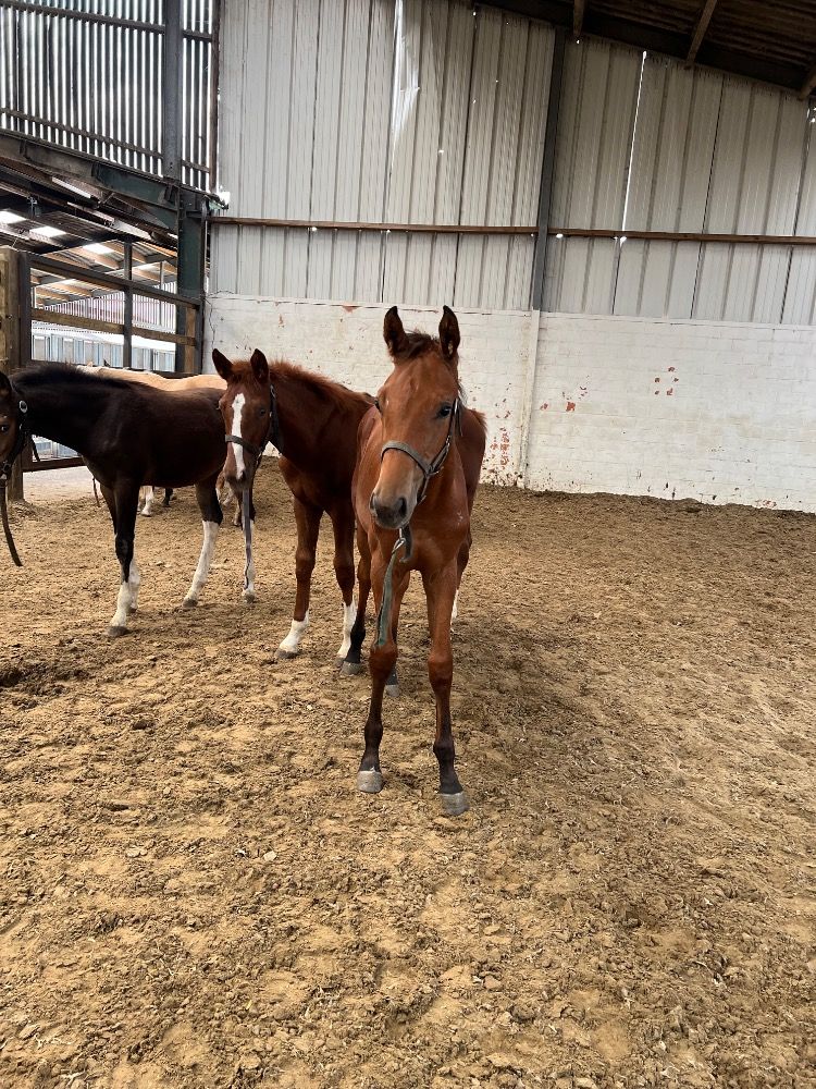 BWP springpaard Merrie Bruin te koop - Foto 3