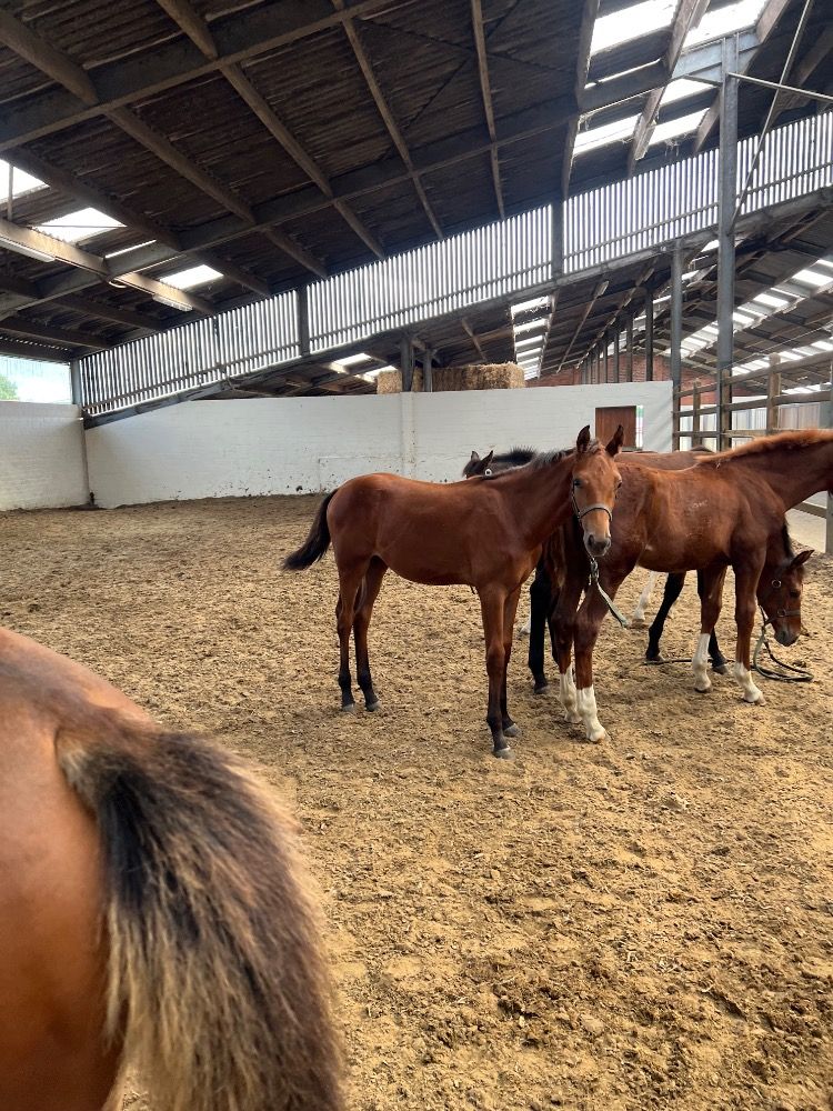 BWP springpaard Merrie Bruin te koop - Foto 2