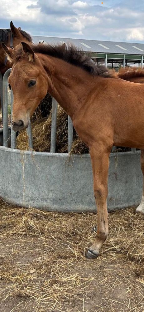 BWP springpaard Merrie Bruin te koop - Foto 5