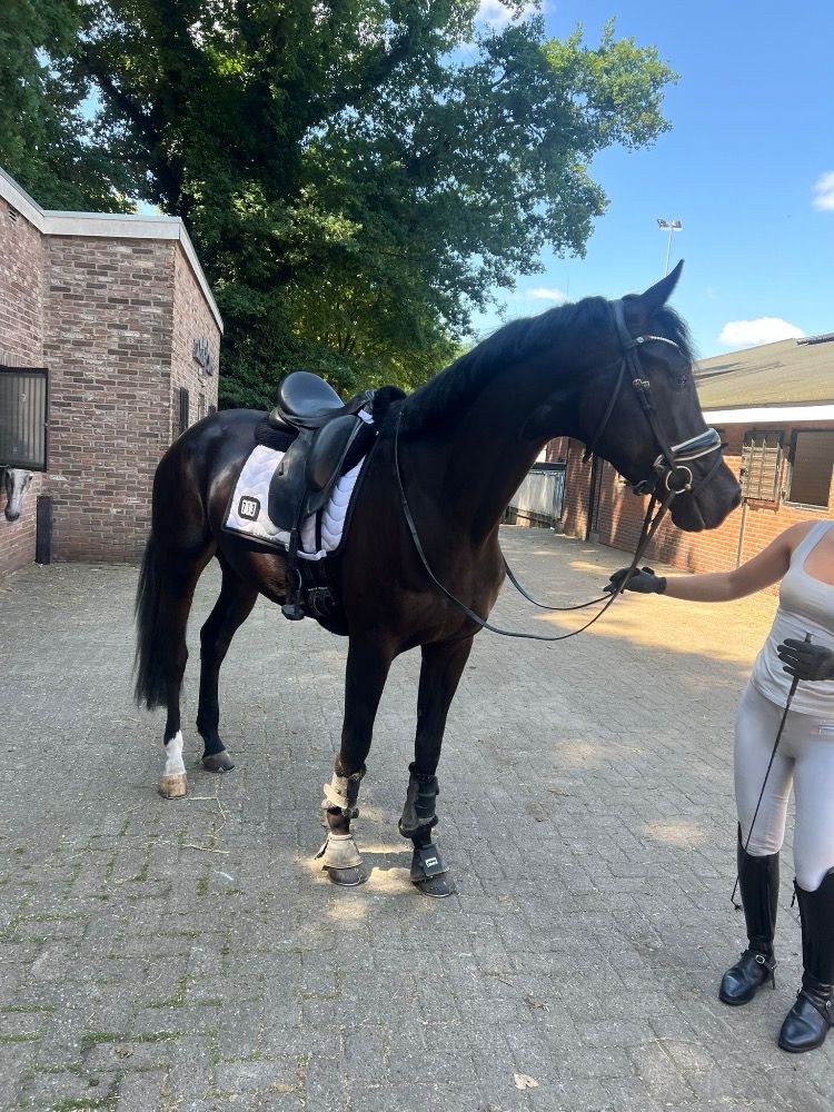 Super knappe en talentvolle merrie te koop