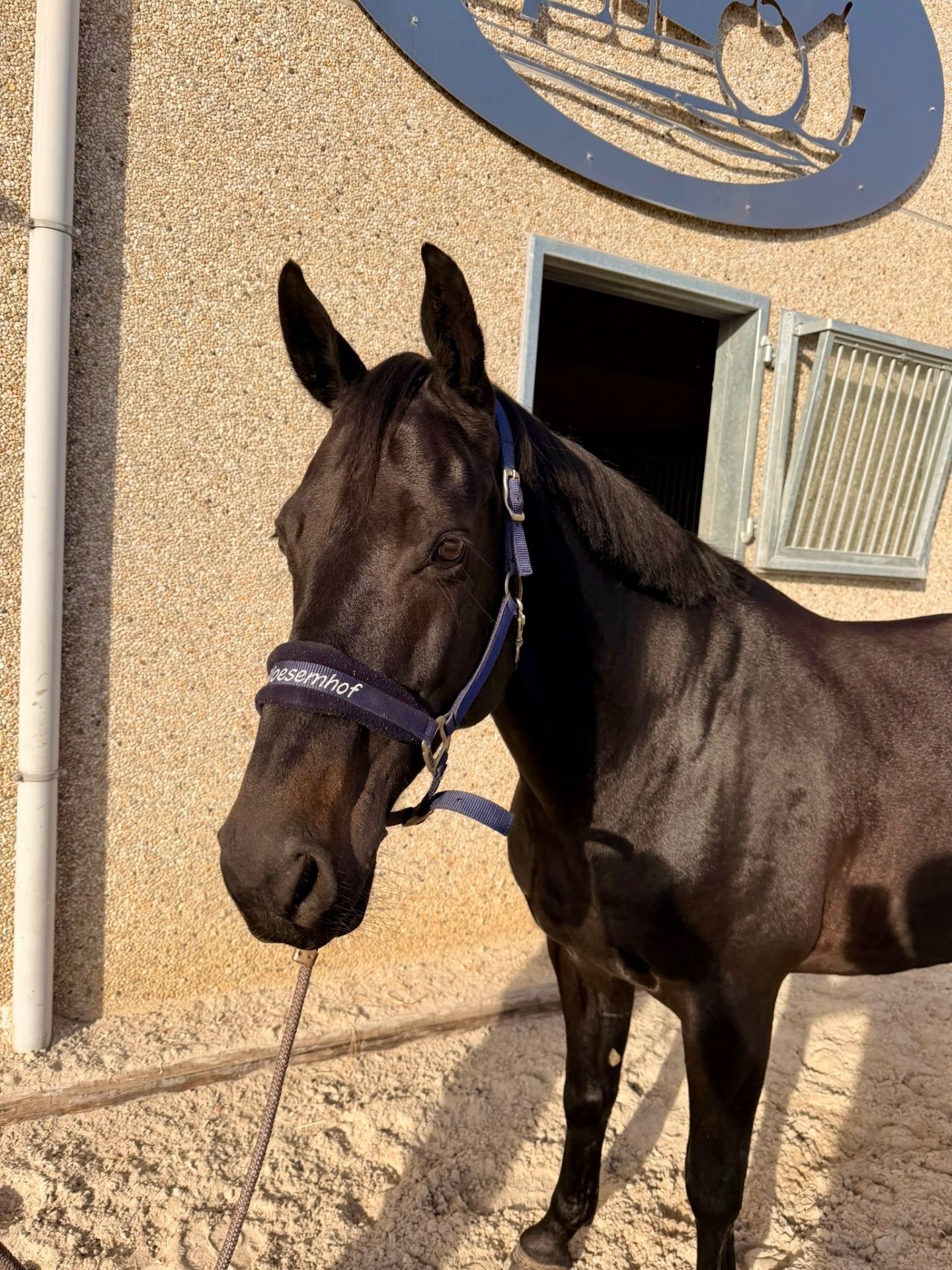 Showjumper, Gelding, 7 years old