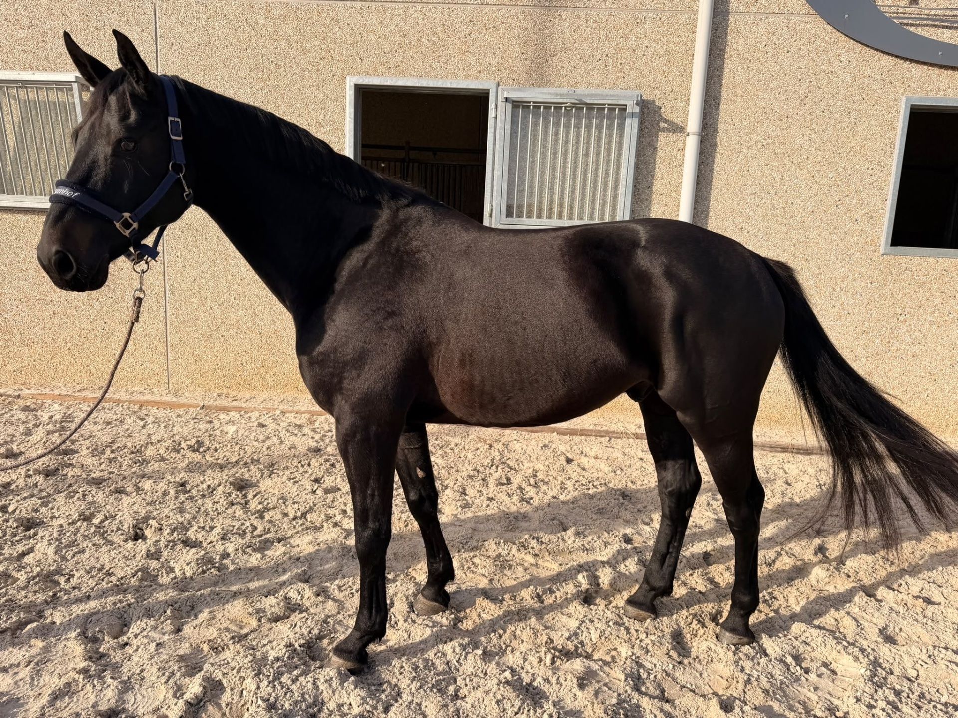 springpaard ruin 7 years old for sale - Photo 2