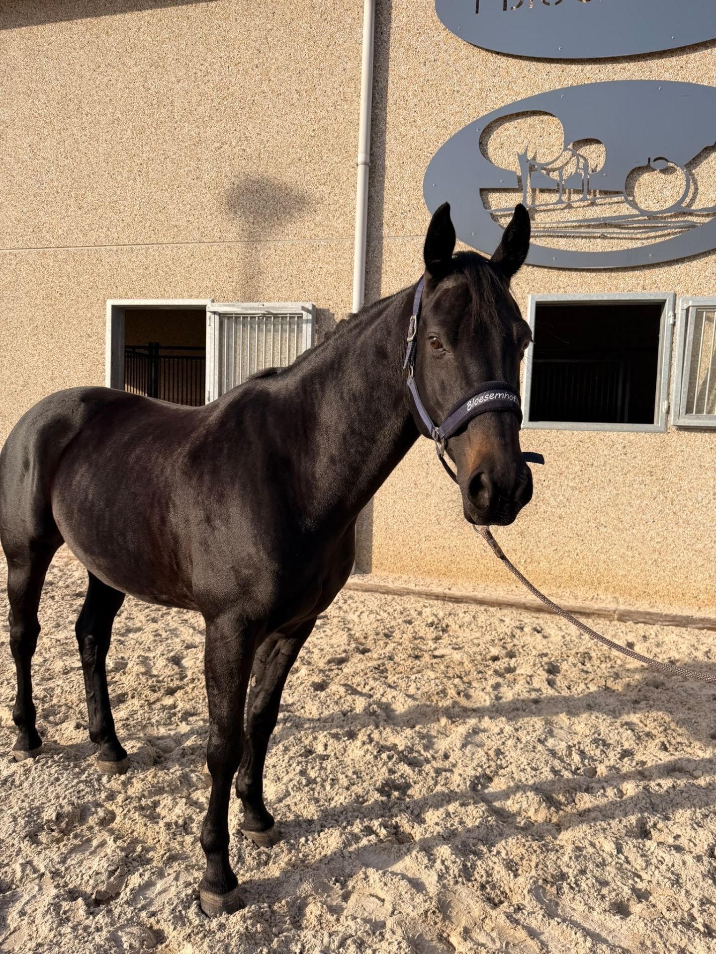 springpaard ruin 7 years old for sale - Photo 3