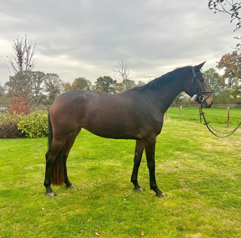 Te koop mooie 3 jarige spring merrie voor de sport